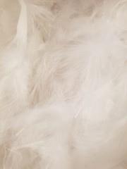 White feather background texture