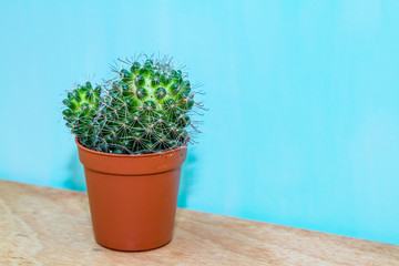 cactus in a brown pot on a blue background