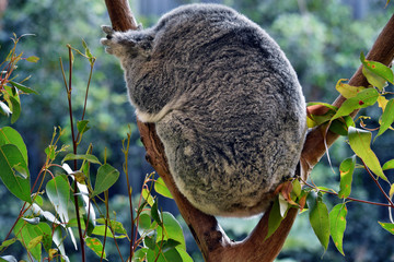 Fototapeta premium Śliczna koala śpi na eukaliptusie z gałęzi drzewa