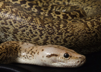Granite Bermese Python snake