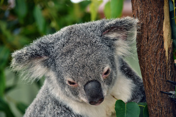 Fototapeta premium Ładny koala patrząc na eukaliptusa gałąź drzewa