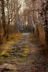 Autumn leaves going into the dark forest. Deep dark forest