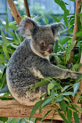 Fototapeta premium Śliczna koala siedzi i je eukaliptusa na gałęzi drzewa