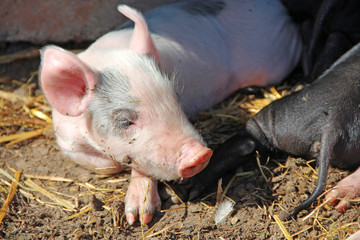 Pink piglets bask in sun and sleep