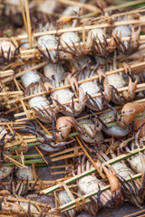 Wild crab with sticks in a wet market in Laos.