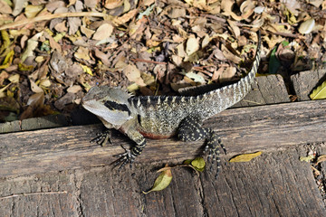 The Australian lizard eastern water dragon