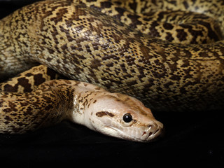 Granite Bermese Python snake
