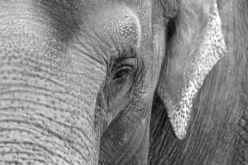 close up of an elephant