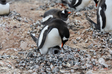 Fototapeta premium Gentoo penguin with chicks in nest