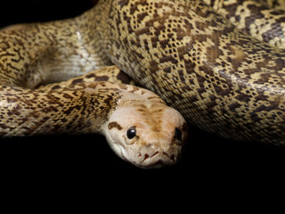 Granite Bermese Python snake