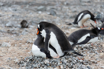 Naklejka premium Two gentoo penguins have sex