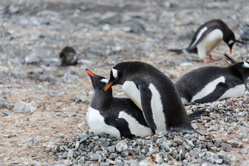 Two gentoo penguins have sex