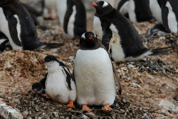 Gentoo penguin with chicks in nest