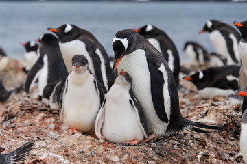 Naklejka premium Two gentoo penguin's chicks in nest
