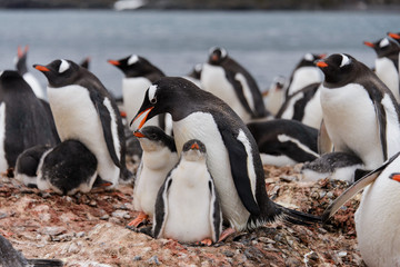 Gentoo penguin with chicks in nest