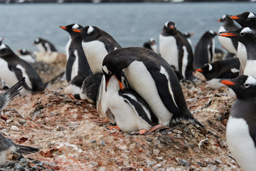 Gentoo penguin feeds chick in nest