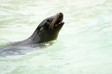 seal in water