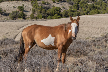 Beautiful Wild Horse in the Colorado High Desert