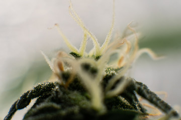.tetracanabinol contained in trichomes of marijuana.
