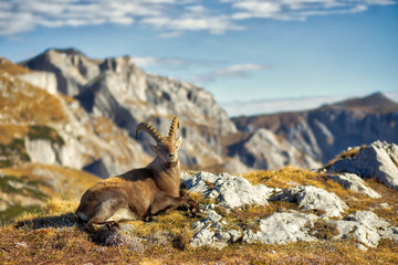 Alpine ibex, Styria, Austria - 233262009