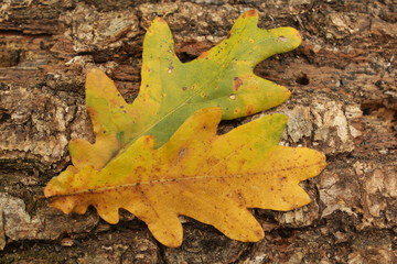 yellow autumn leaf