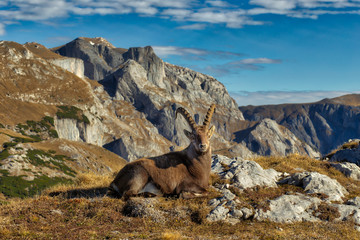 Alpine ibex, Styria, Austria - 233262030