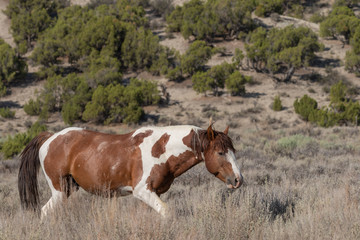 Naklejka na ściany i meble Beautiful Wild Horse in the Colorado High Desert