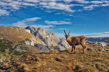 Alpine ibex, Styria, Austria - 233262289