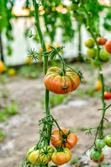 ecological tomatoes in the greenhouse