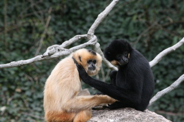 Gibbons kuschelnd schwarz weiß