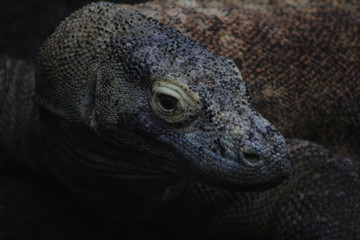 Obraz premium Komodo Dragon Varanus komodoensis . amazing venomous lizard