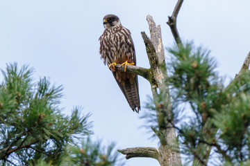 Northern Hobby (Falco subbuteo)