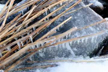 Close-up of a reeds trapped inside ice