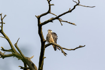 Northern Hobby (Falco subbuteo)