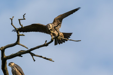 Northern Hobby (Falco subbuteo)