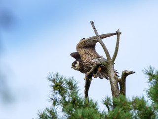 Northern Hobby (Falco subbuteo)