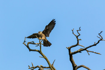 Northern Hobby (Falco subbuteo)