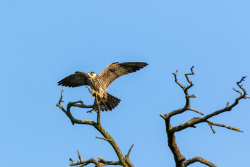 Northern Hobby (Falco subbuteo)