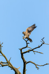 Northern Hobby (Falco subbuteo)