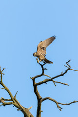 Northern Hobby (Falco subbuteo)