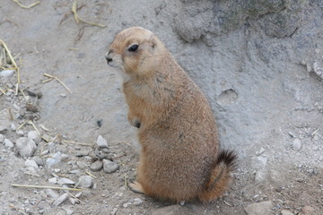 Prärienhund Nahaufnahmen