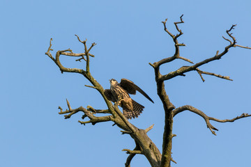 Northern Hobby (Falco subbuteo)