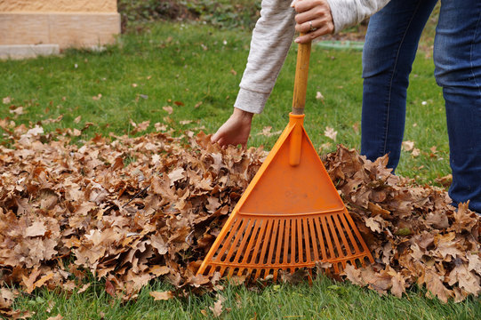 Hand-cleaning of leaves with hands and rakes. Autumn work in the garden.