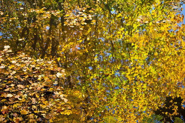 The reflection of colorful trees in a calm stream on a sunny   autumn day.