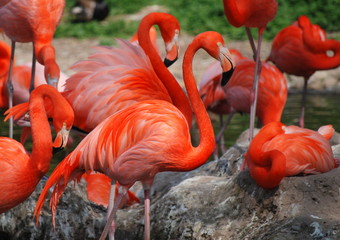 Fototapeta na wymiar Flamingo meeting