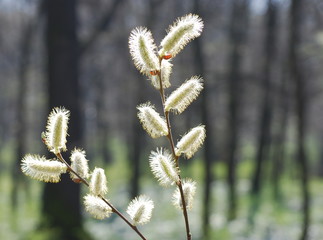 White lamb tails