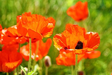 red poppies in a field
