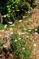 Chamomiles growing on a mountain