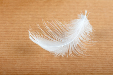 white feather on yellow background
