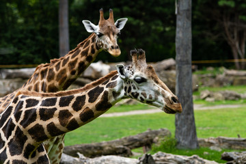 Giraffe 1